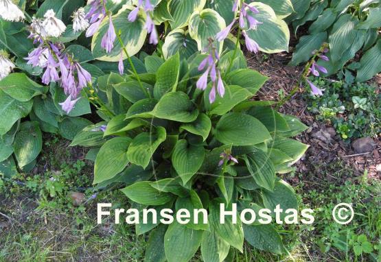 Hosta Kiwi Black Magic